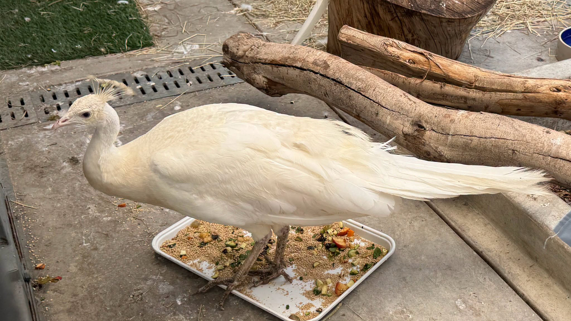 Pasadena's white peacock Sugar, beaten by mail carrier, is relocated to private California ranch 