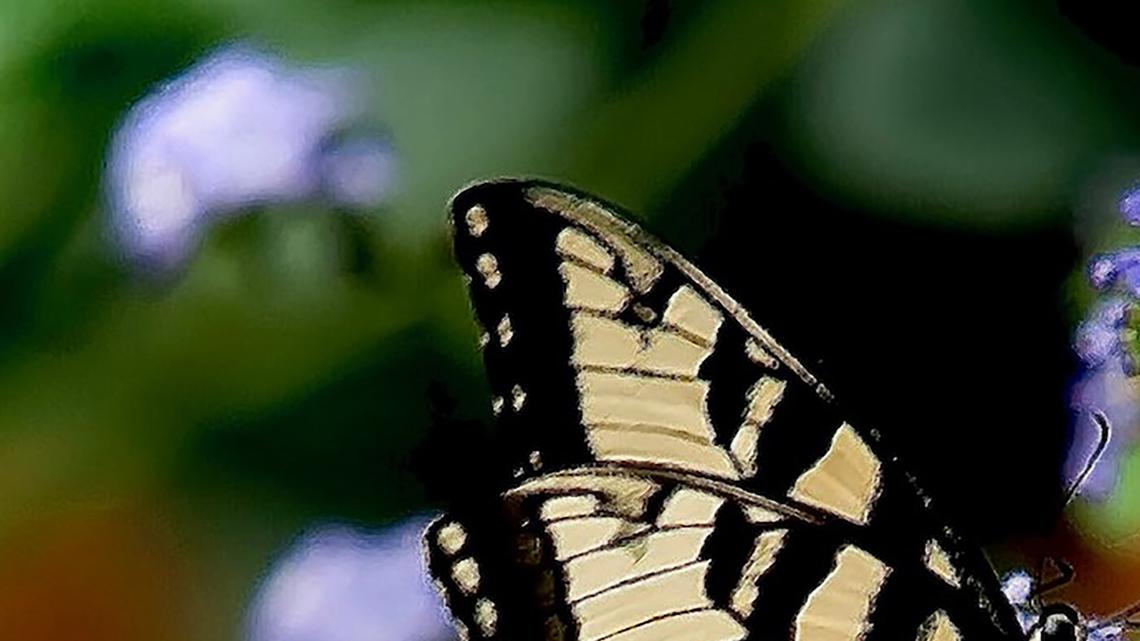 Here are 14 plants you can add around your SC home to keep ticks away