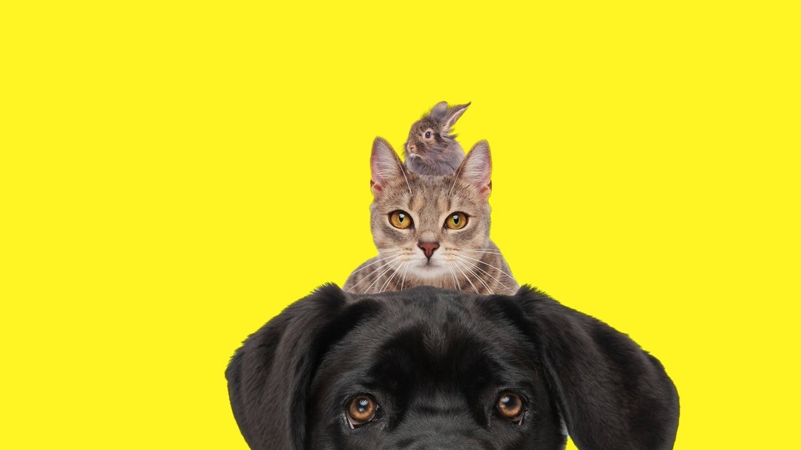 Giant Cane Corso Meets a Tiny Kitten for the First Time and Completely Melts 