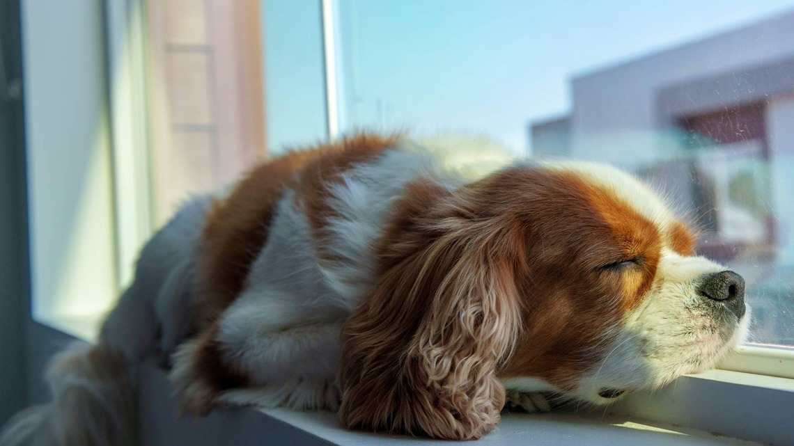 Cavalier King Charles Spaniel Falling Asleep Unpacking Groceries Is Still the Best Assistant 
