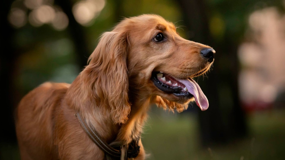The One Thing Dog Owners Keep Forgetting During August Heat