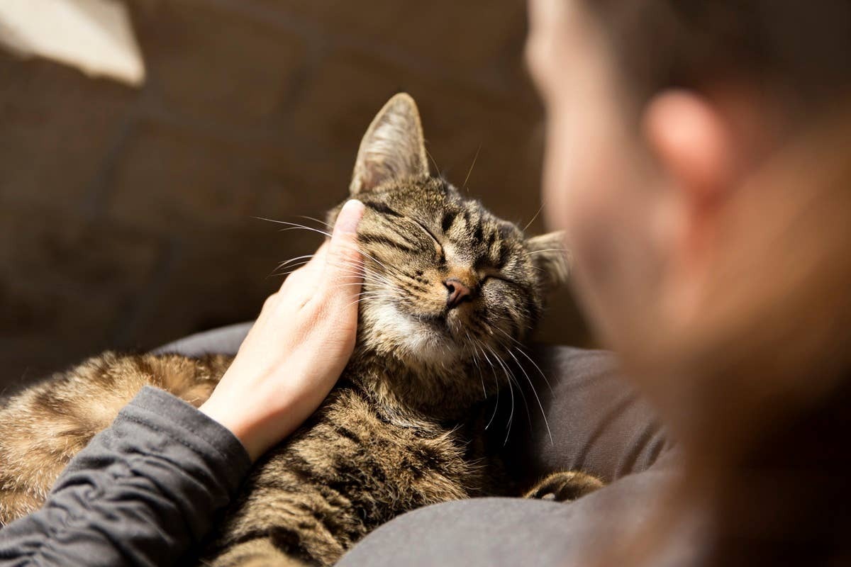  A cat slow blinking to communicate "I love you" without words.