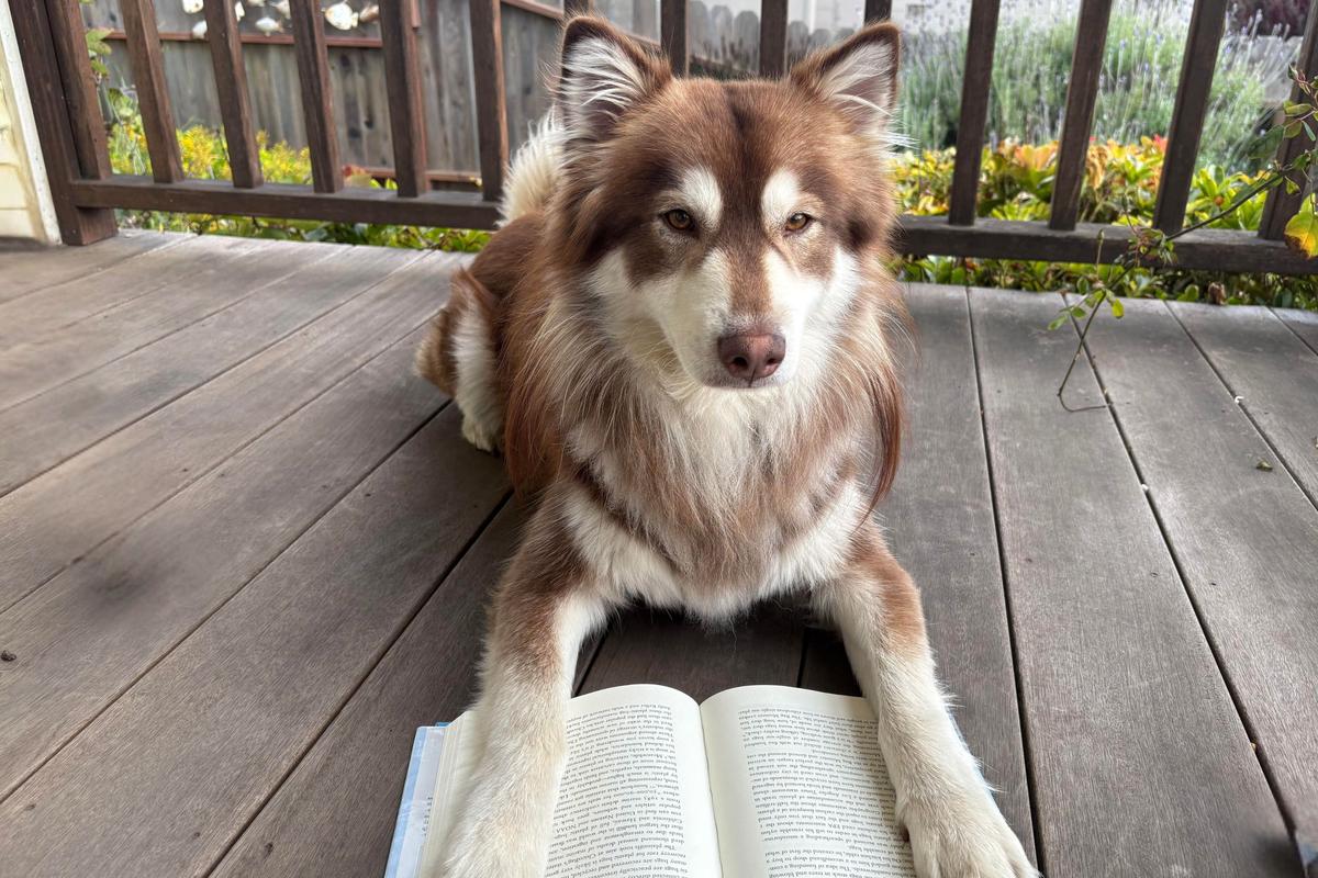  Photo of Nacho, a 2-year-old husky mix, sitting with a book before taking an intelligence test for dogs. 