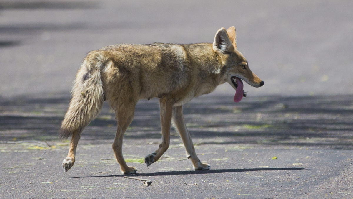 Mother in Surprise fights off coyote, protects 4-year-old daughter