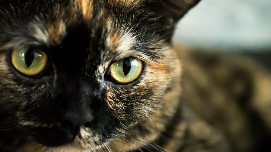 Big Tortoiseshell Cat Tips Tree After One Too Many Treats