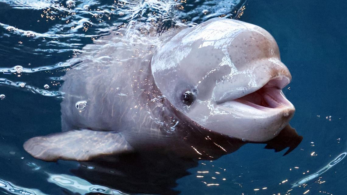 Dolphin that was part of international effort to transfer beluga whales from Canada dies in Spain 