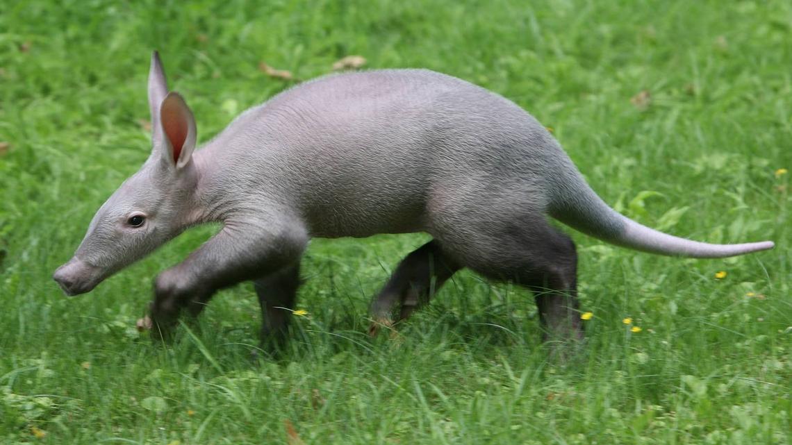 UK Zoo Saves Newborn Baby Aardvark After Mom Struggles to Produce Milk 