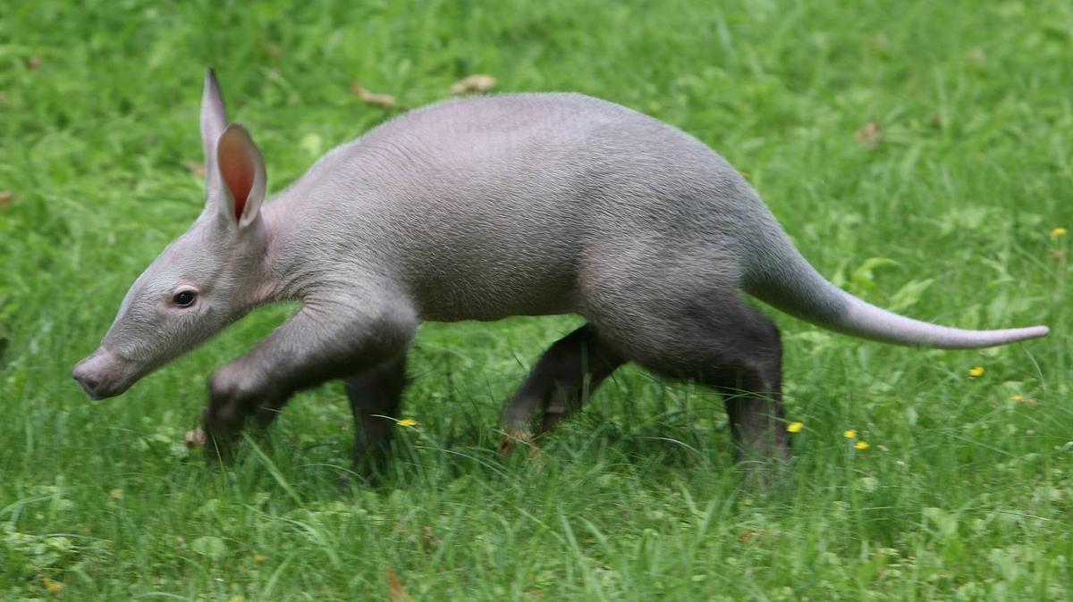 Baby aardvark walking in grass. 