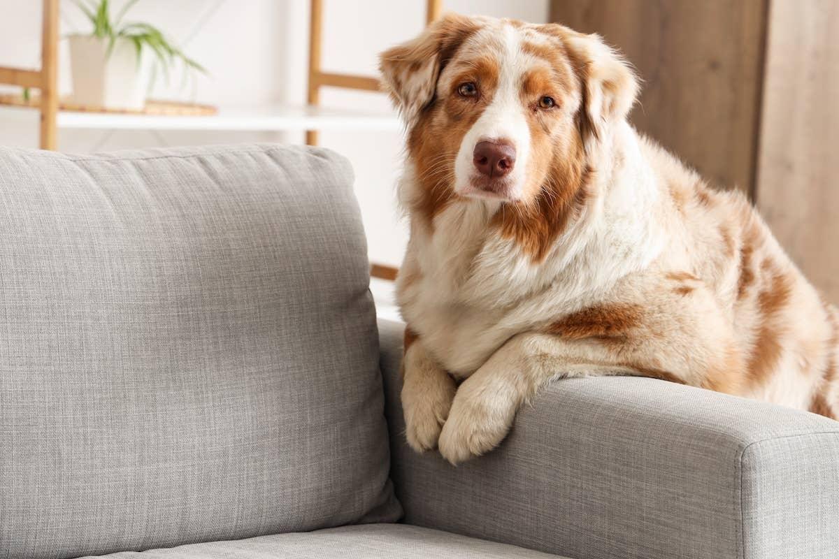  Australian Shepherd on a sofa arm.