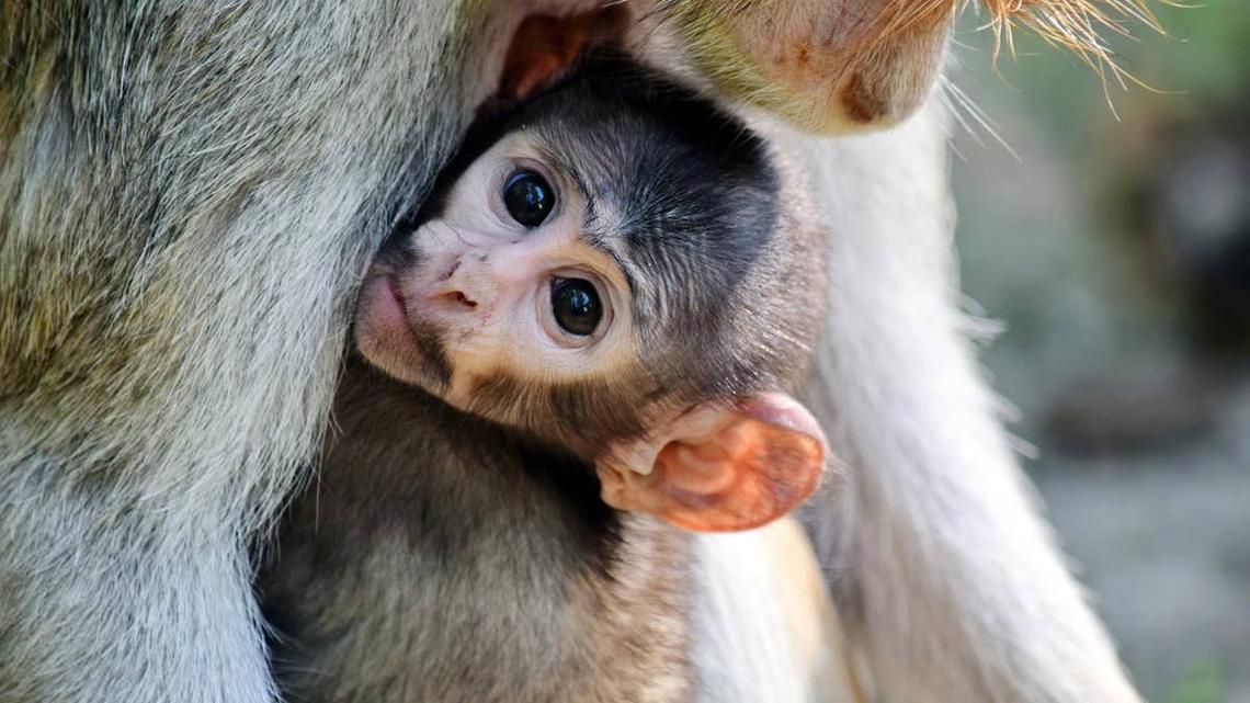 Cute baby Patas Monkey with mom.