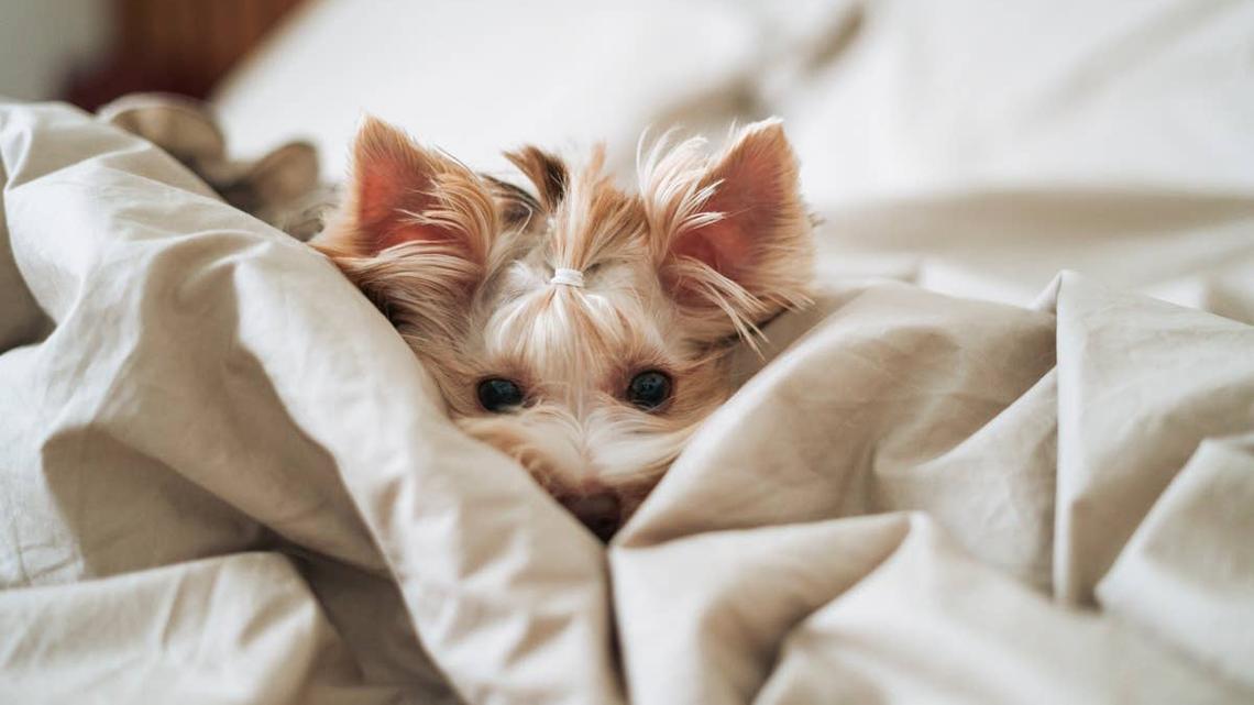 A dog sleeping at the end of the bed on it's owner's feet. 