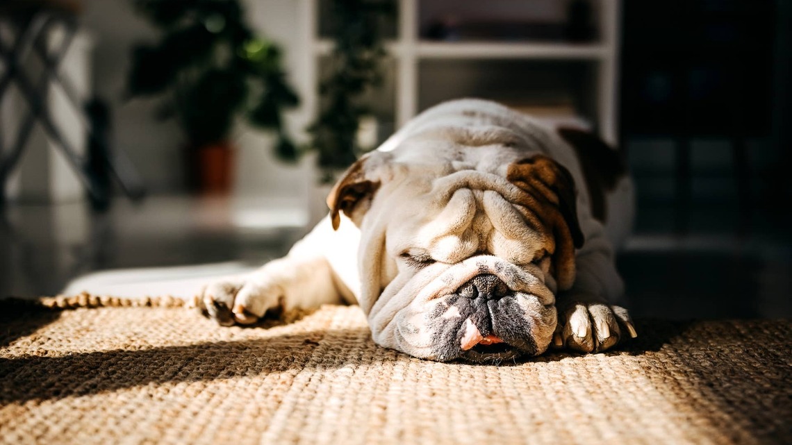 Lazy English Bulldog Is So Unbothered, His Parents Just Vacuum Around Him 