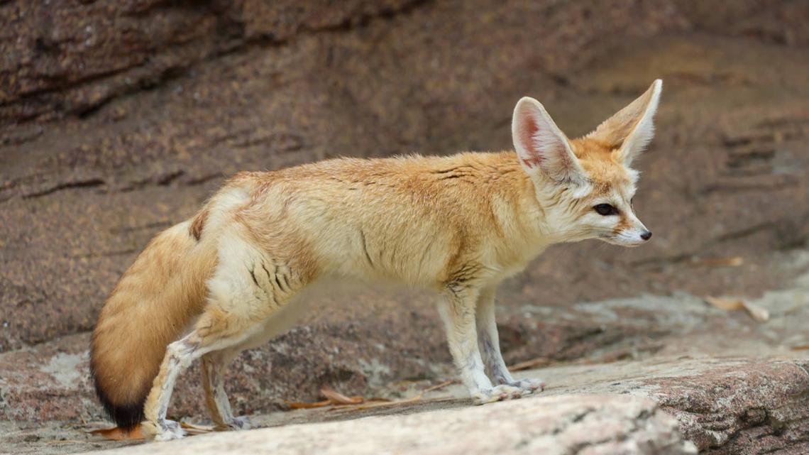 7 Wildlife Animals You Can Actually Own as Pets-but Should You? 