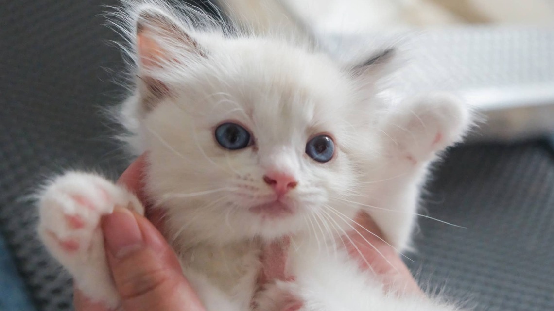 Ragdoll Cat ‘Stealing Kittens' From Her Sister Is Such a Cool Aunt