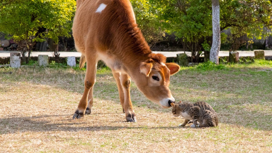 Baby Cow Meets a Tiny Kitten, and the Bestie Energy Is Straight Out of a Storybook 