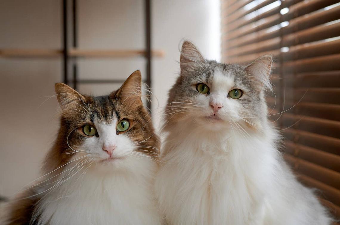  Two social Norwegian Forest cats sitting by each other. 
