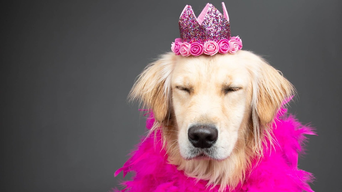 This Golden Retriever Got Called Spoiled, and She's Very Upset About It 