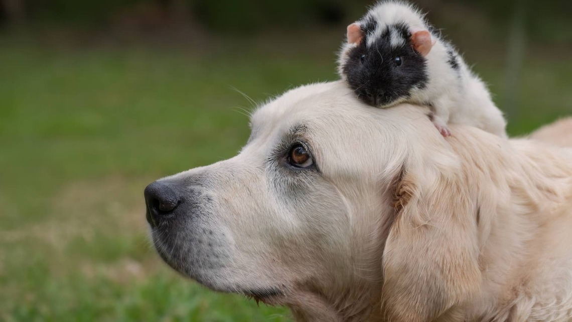 Golden Retriever Meets a Guinea Pig at Petco, and His Curious Face Says He 'Found a Friend' 