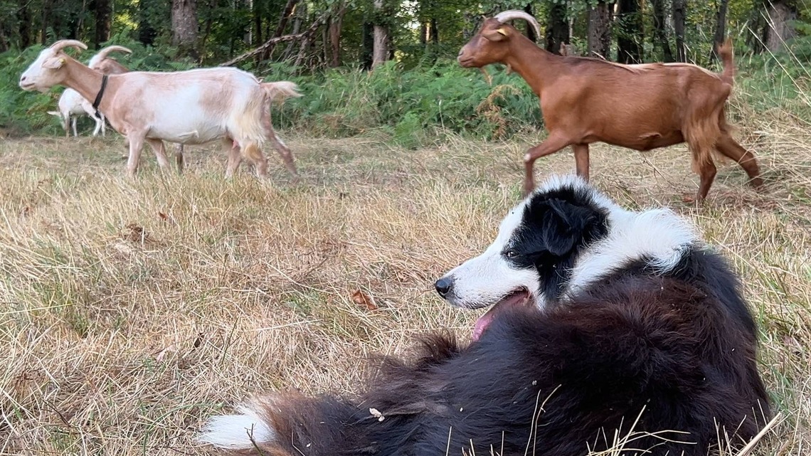 A Cat Just Out-Herded a Border Collie, and the Border Collie's Entire Identity Is in Shambles 