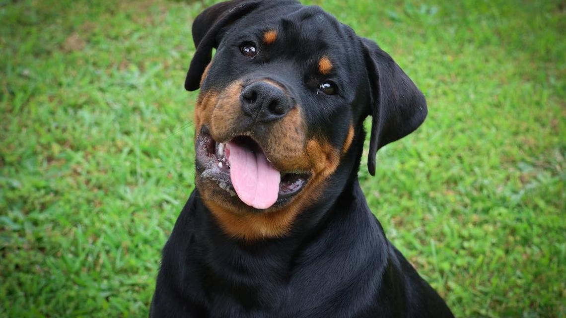Rottweiler sitting in a river.