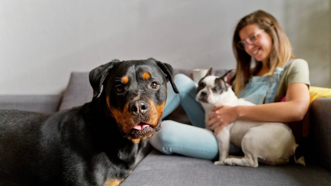7 Confident Dog Breeds That May Look Tough but Are Sweethearts at Heart, According to Vets 