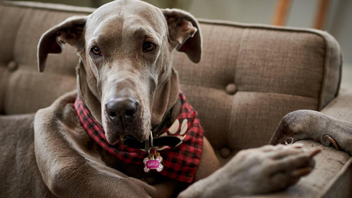 These Clingy Dogs Will Do Anything but Give Their Mom Space, and It's Hilarious 