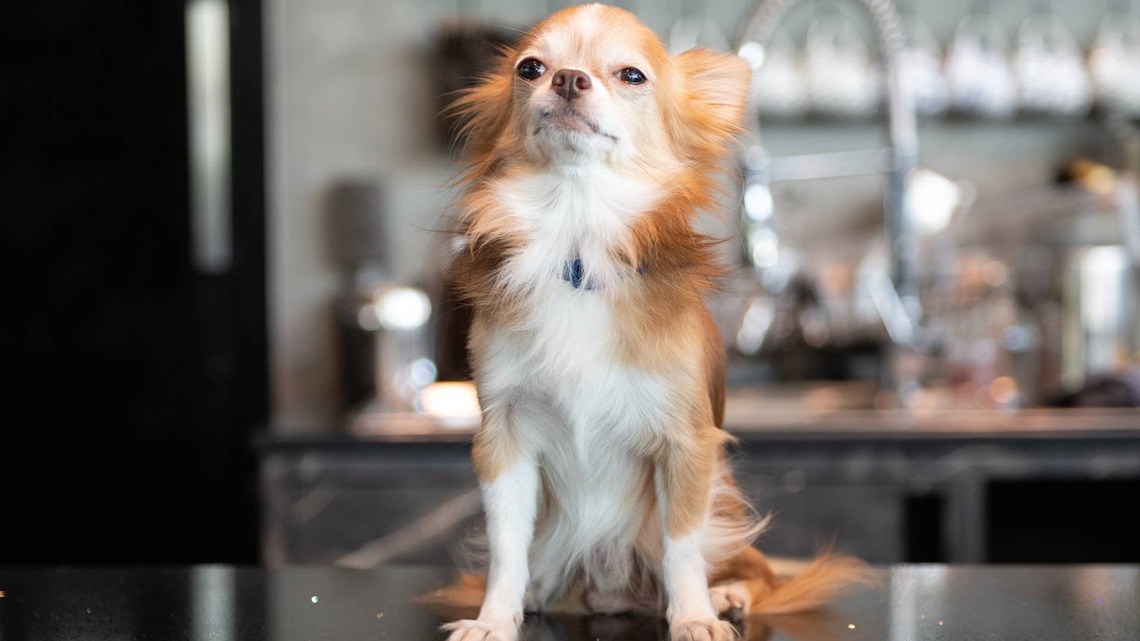 Angry Chihuahua With ‘Unresolved Resentment' Screams at Mom After Her Trip 