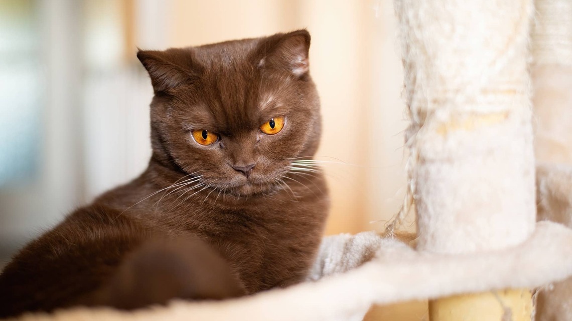Cinnamon British Shorthair Kitten Turns Into the Cutest Big Boy Teddy Bear 