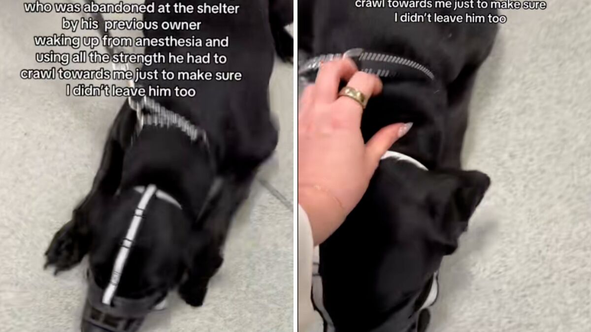 Screenshots from a June 10 TikTok video of a rescue dog crawling toward his foster owner while waking up from anesthesia.