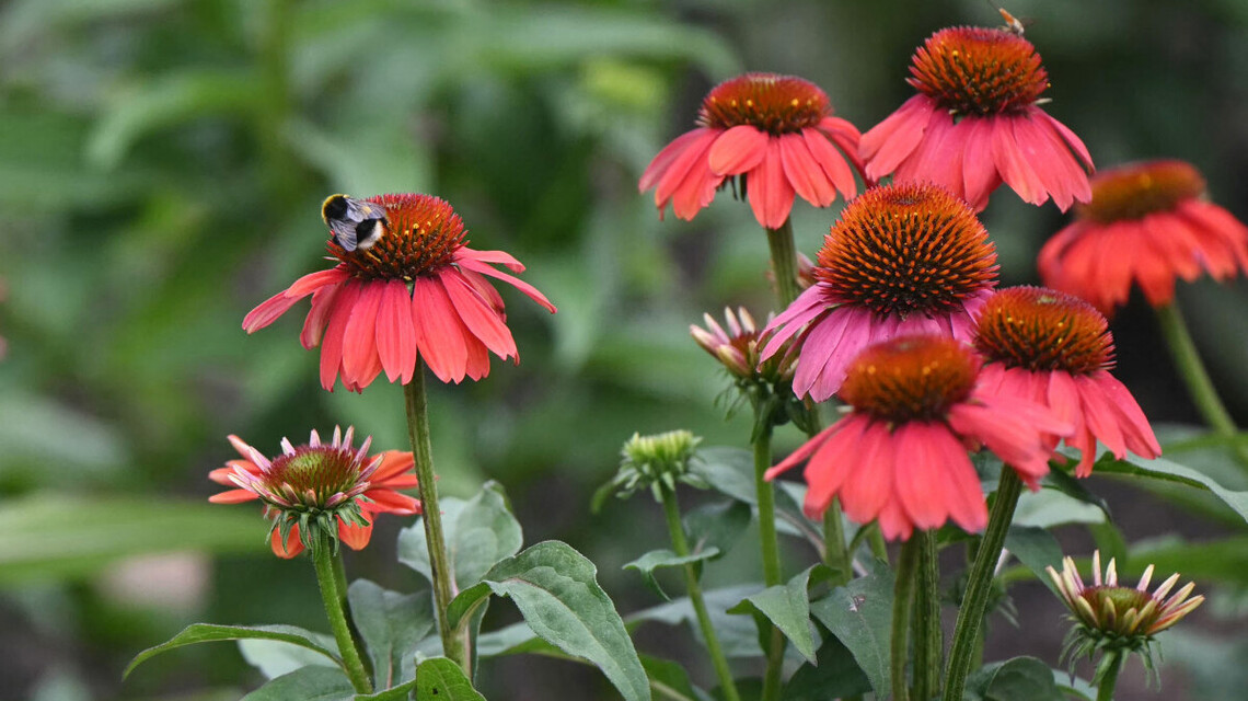 These Gorgeous 'Pollinator Magnet' Flowers Are Also Drought-Tolerant and Critter-Resistant 