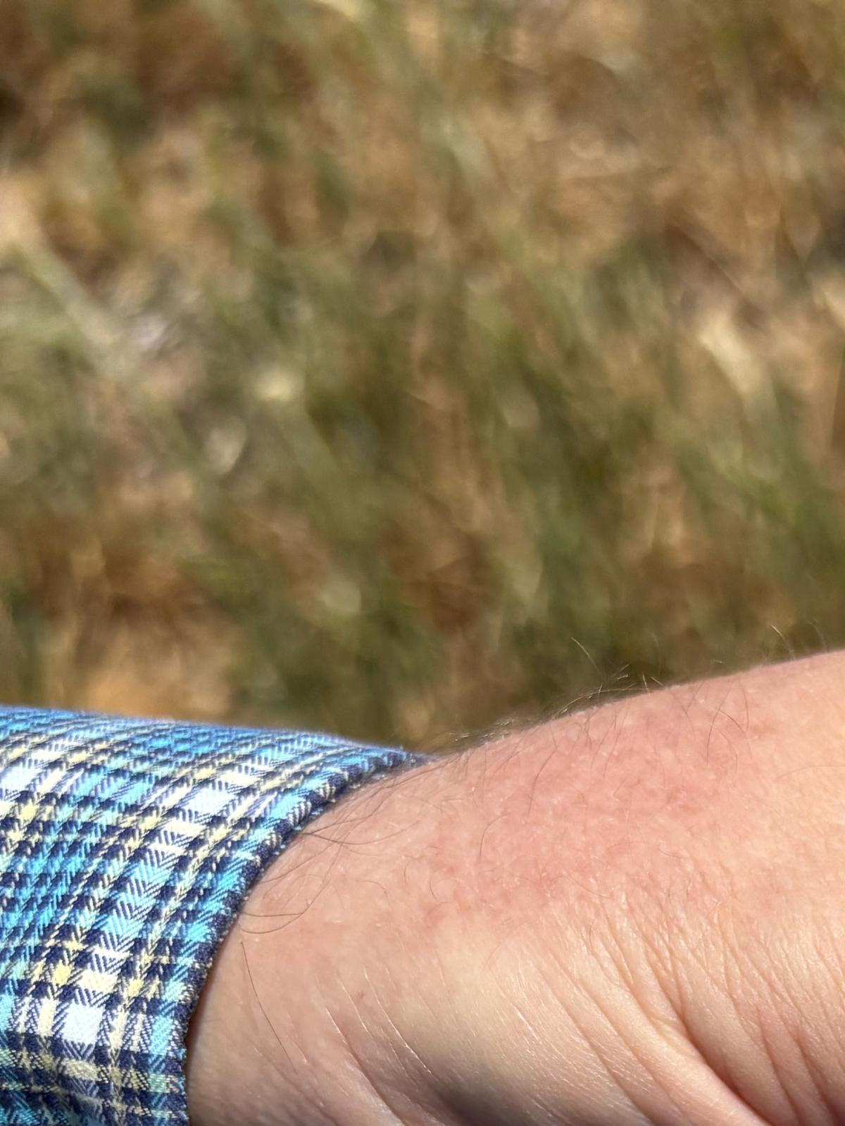Scott Irlbeck inspects drought-hit wheat fields on his farm in Tulia, Texas, U.S.,  April 21, 2026. REUTERS/Tom Polansek
