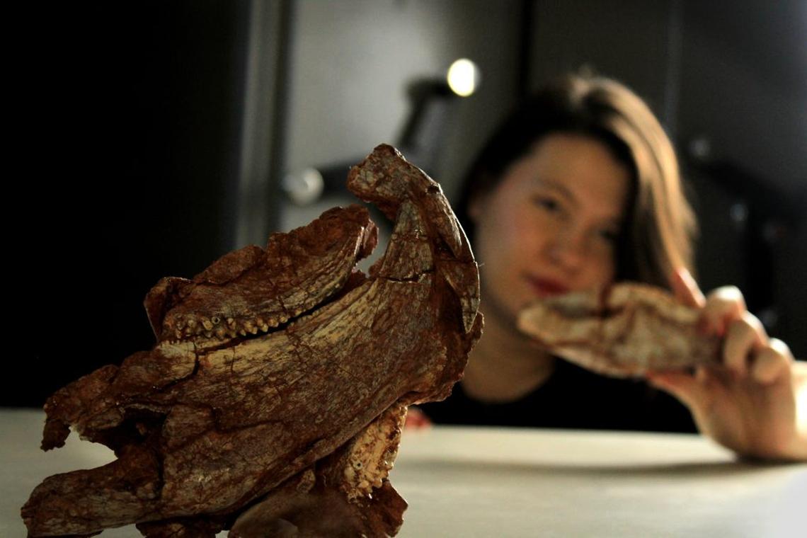  Isodapedon Varzealis fossil. (Rodrigo Temp Müller via SWNS) 