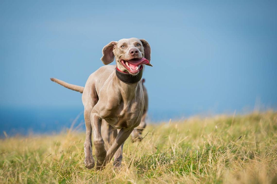  A Weimaraner Dog running in the countryside. 