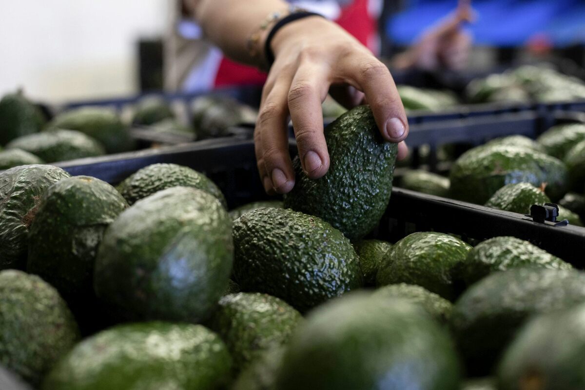 Mexican avocados, like other goods covered by the 2020 trade pact between the U.S., Canada and Mexico, were exempted from President Donald Trump's 2025 tariffs. AP Photo/Armando Solis 