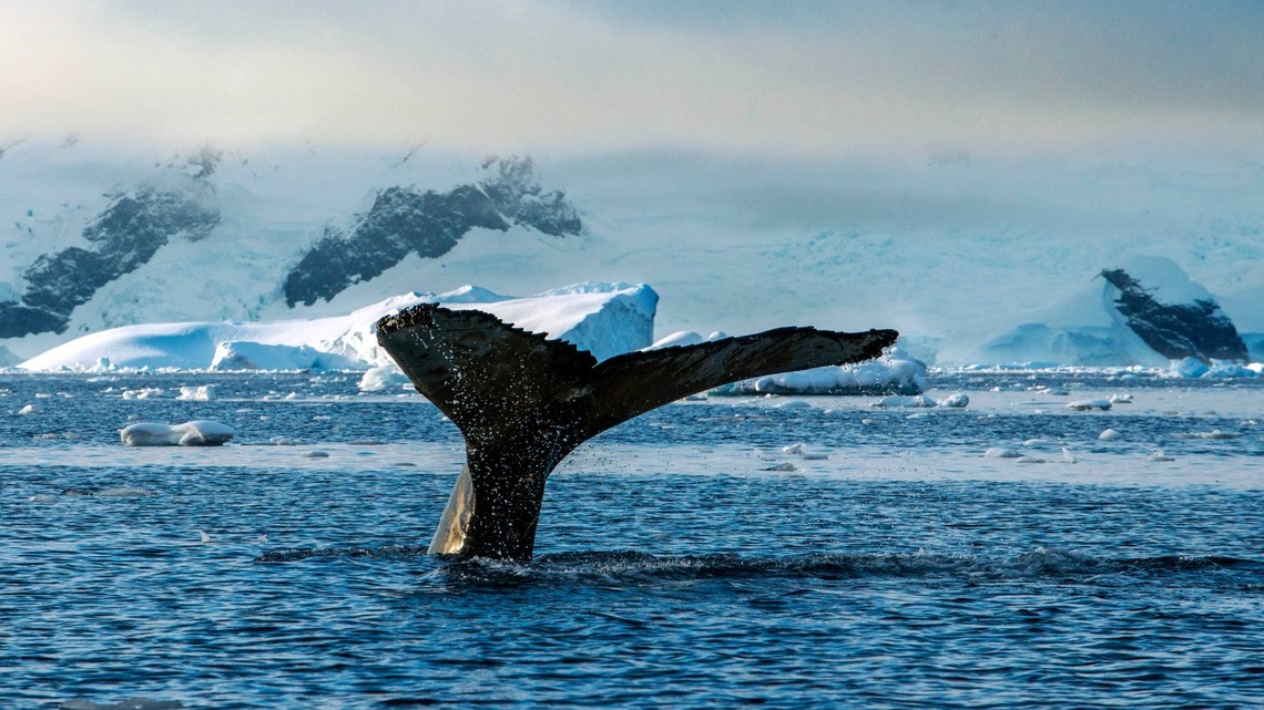 Whale Strike Risks Trigger an AI Navigation Trial on Arctic Cruises 