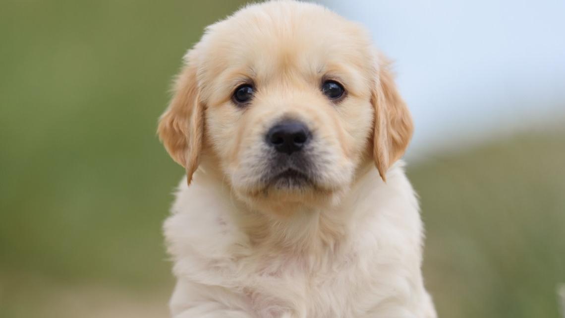 Wife Surprises Husband With ‘Dream Dog' Golden Retriever and We're All in Tears 