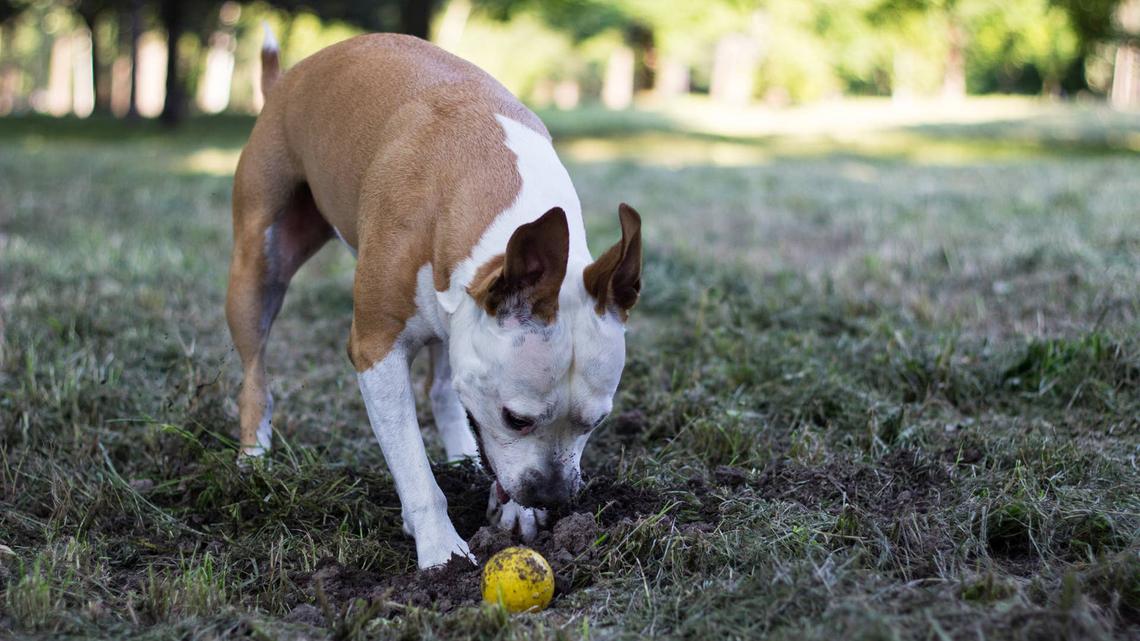 This Buried Evidence Dog Toy Kit Is Perfect for the True-Crime Obsessed Dog Owner in Your Life 