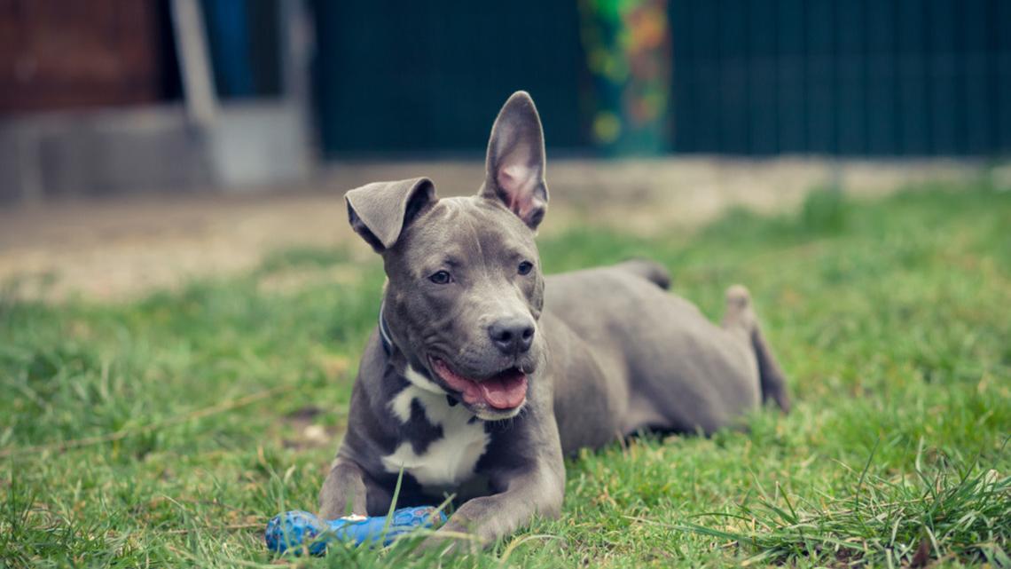 Staffy Puppy Encounters First Squeaky Toy and His Reaction Is a Riot 