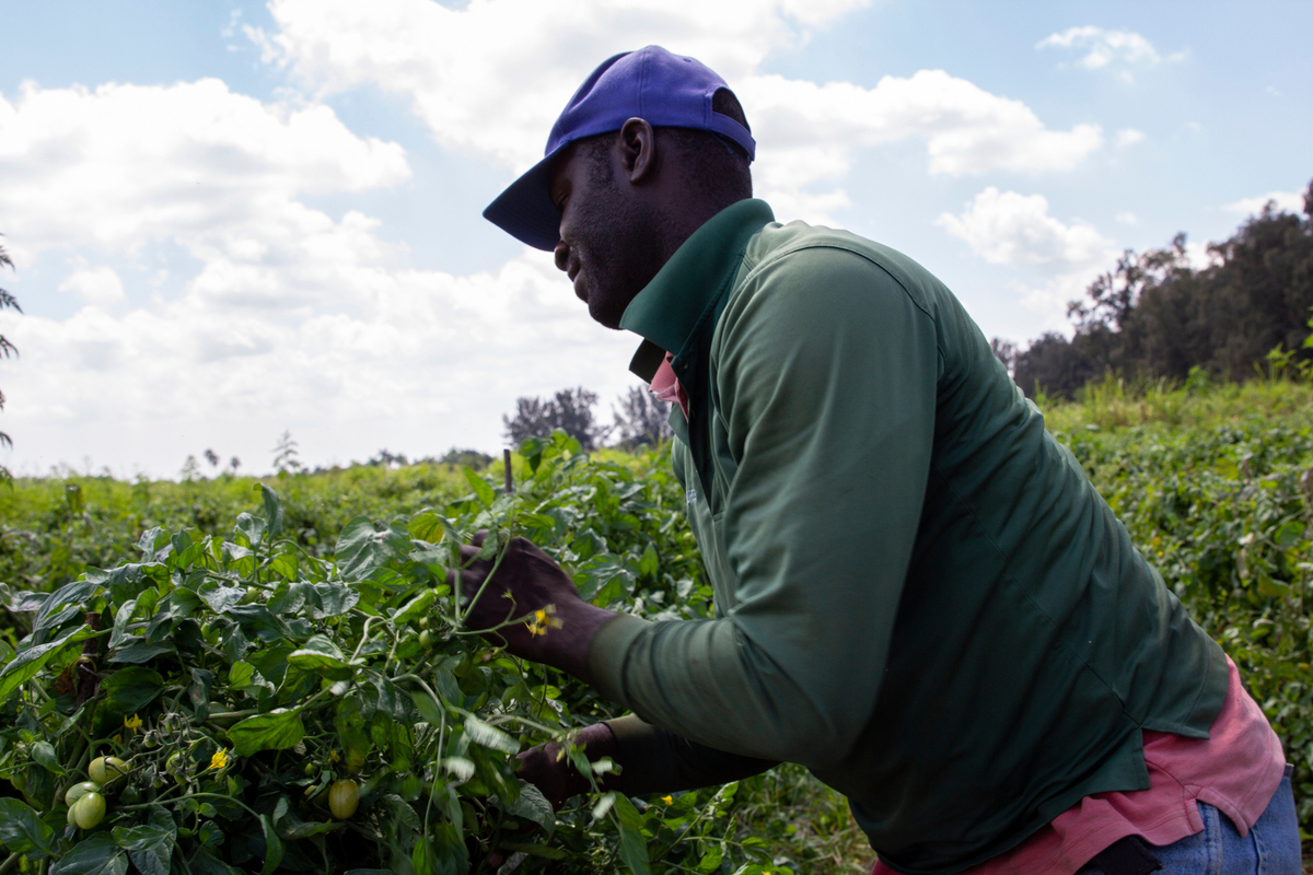 En esta foto del 24 de marzo de 2021, un trabajador agrícola cosecha tomates en una granja en Delray Beach, Florida.