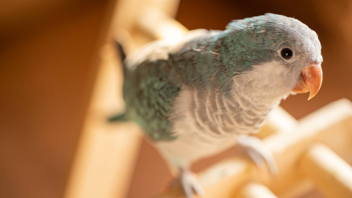 Quaker Parrot Shows Off Her Singing Abilities in a Duet With Mom