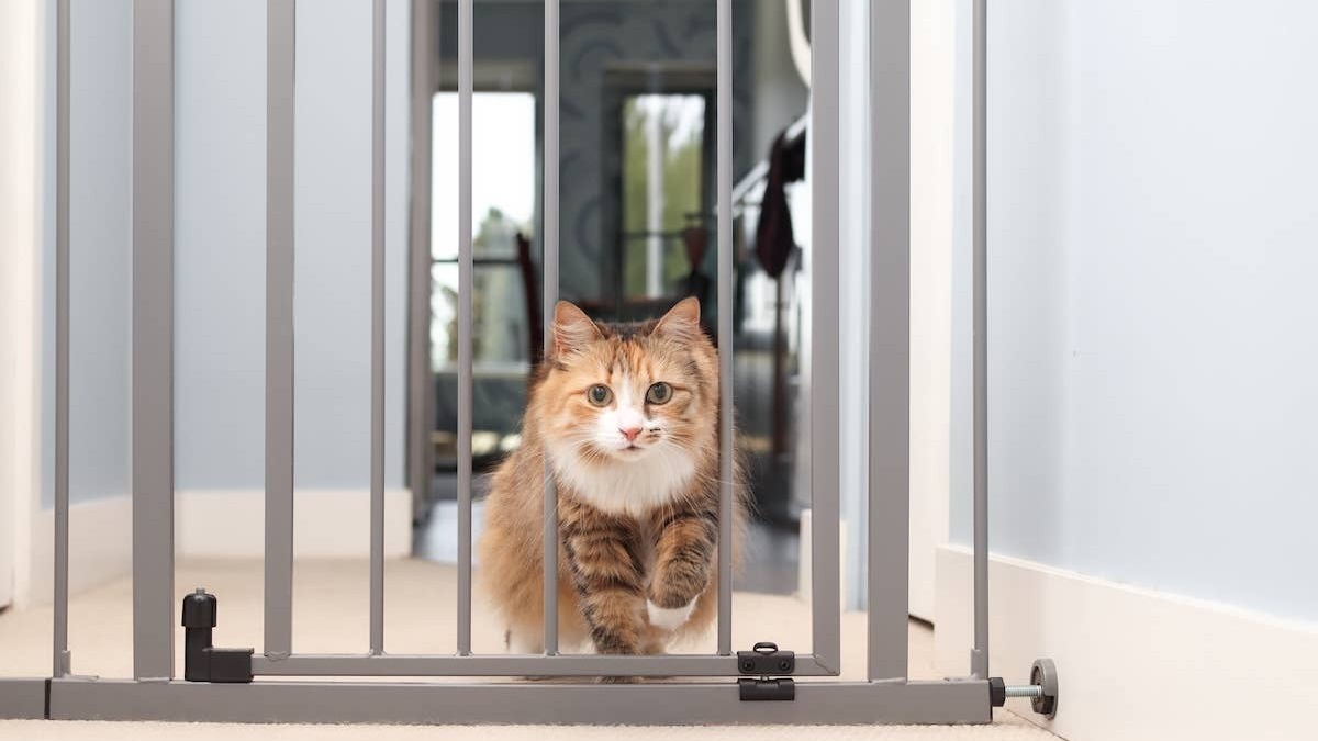 Cat walking through pet gate. 