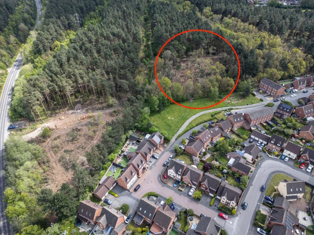  Red circle shows the site that was wrongly cut down. (Tom Maddick via SWNS) 