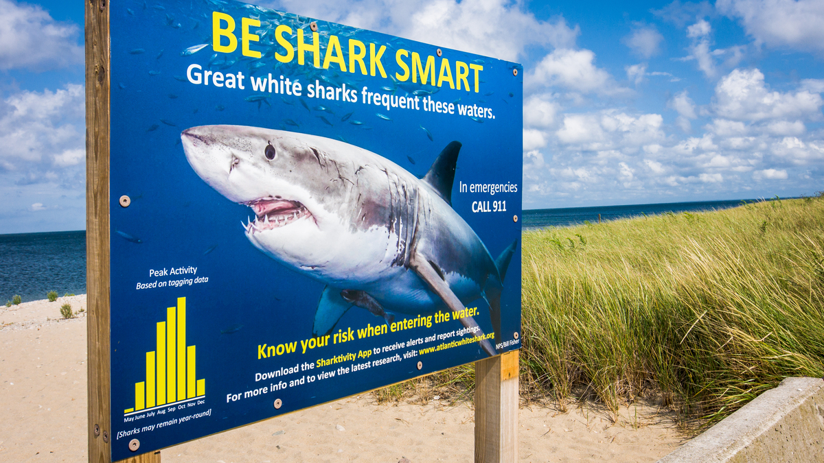 Cape Cod Shark Warning. Sandwich, Massachusetts, USA-September 4, 2019- Great White sharks are becoming an ever increasing problem along the beautiful sandy beaches of Cape Cod. Signs like this have been placed at the shore access points to advise bathers of the risk that lurks just a few yards offshore.