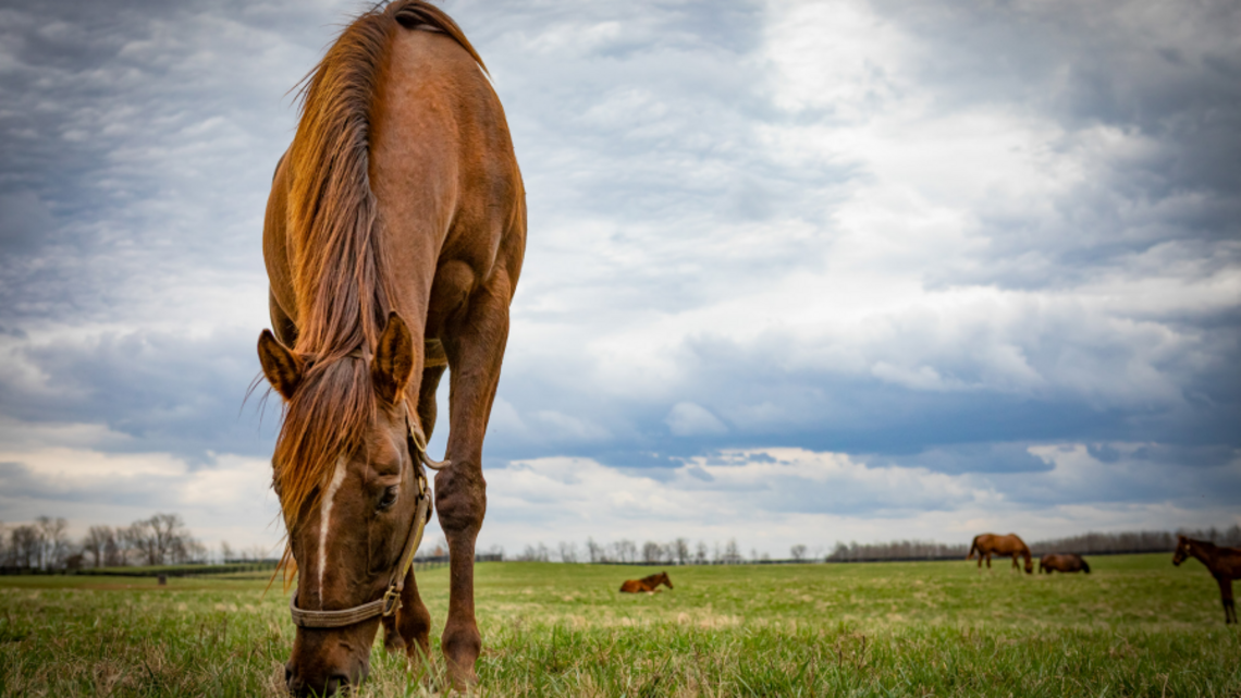 When Is Tall Fescue Safe? Researchers Say The Answer Is Changing 