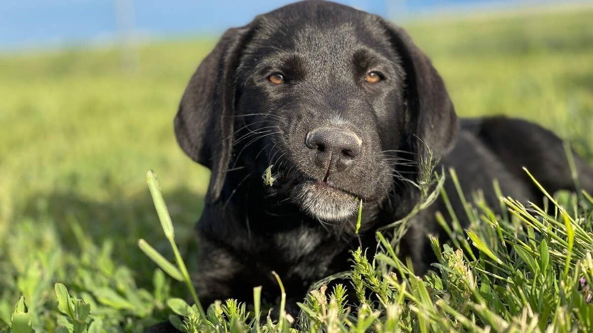 A close-up of a black Labrador eating grass.