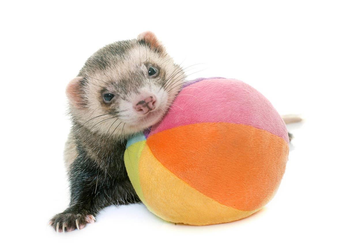  A funny ferret playing with a ball.
