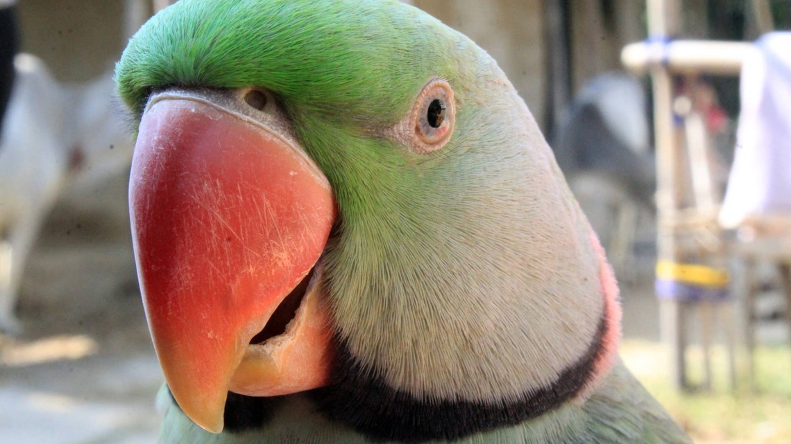 Parrot Called 'Sweetest Boy in the World' Repeats All His Adorable Nicknames for Mom 