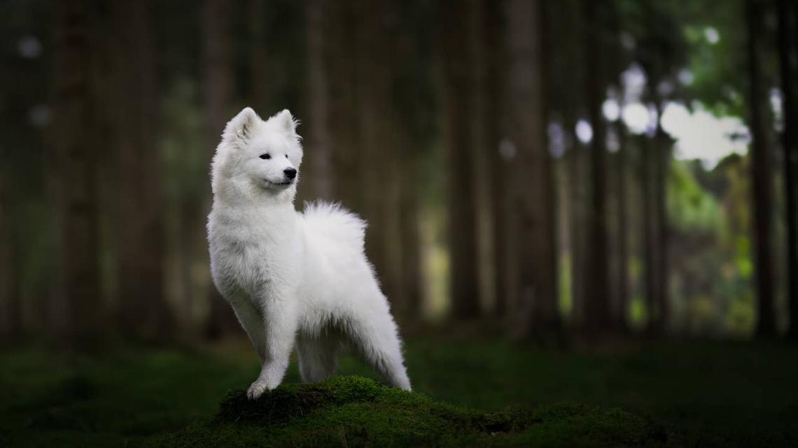 A Samoyed in the woods.