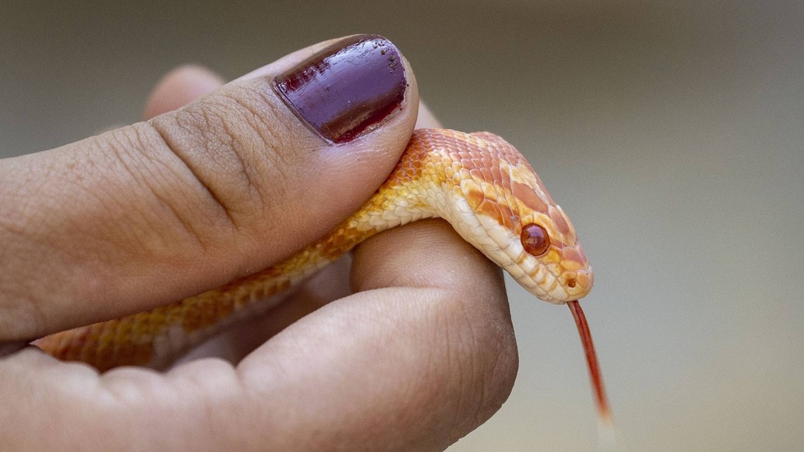 Woman Finds a Tiny Snake Hiding Inside a Flower-Then Does Something Unexpected 