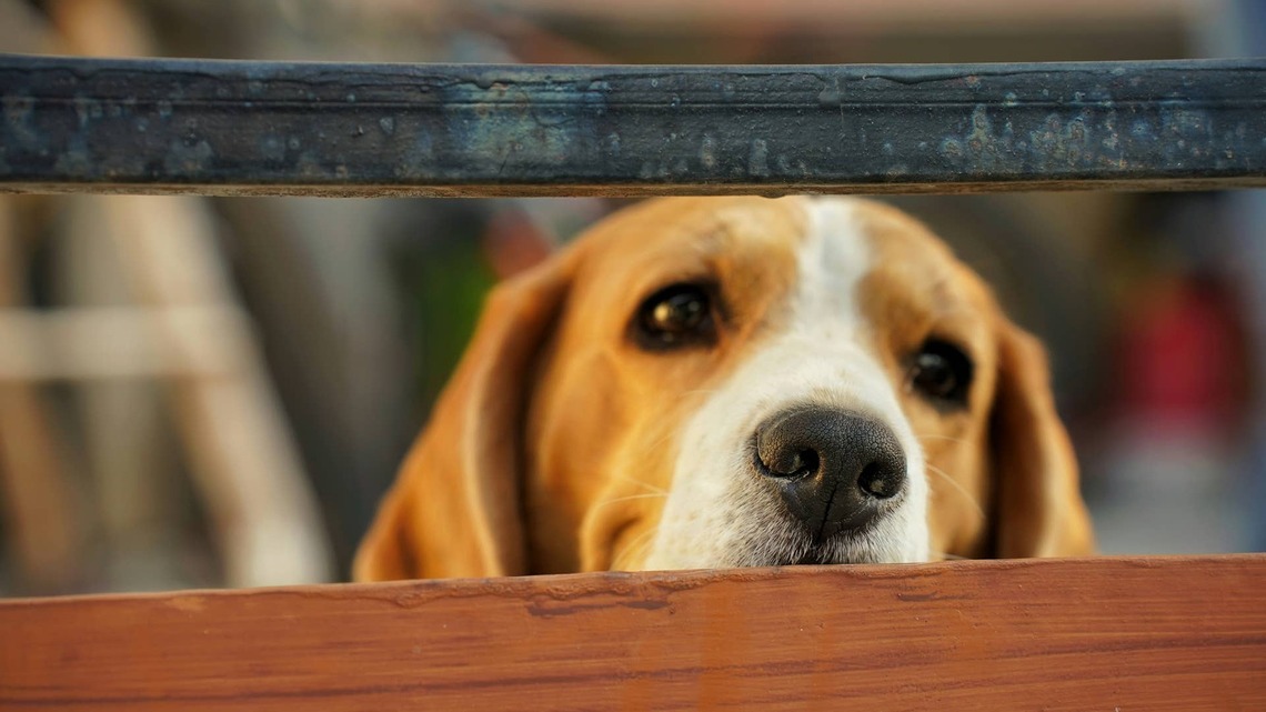 Shelter Dog Finally Gets Adopted After 500+ Days - Then His ‘Army' Shows Up for the Sweetest Sendoff 